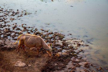 Asian Water Buffalo (Bubalus Bubalis)  at Talay Noi in Phattalung, Thailand