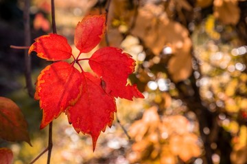 Late autumn falling leaves in red, orange, yellow, brown and gold color