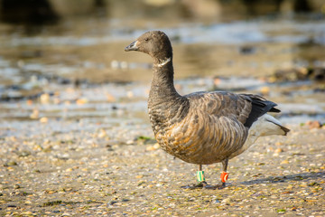 Brant goose (Branta bernicla)