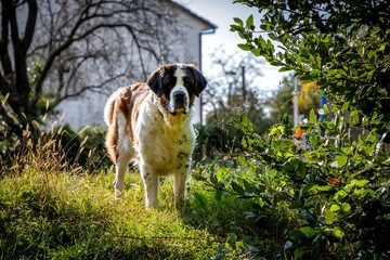 saint Bernard dog is pooping in field