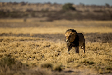 A male Kalahari black walking across a dry pan. Kalahari