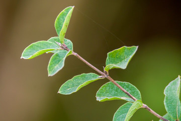 golden colored autumn leaves in nature