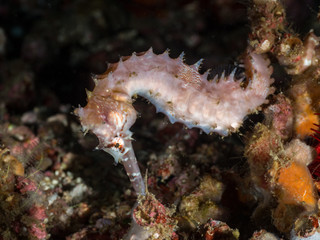 Obraz na płótnie Canvas A seahorse underwater hiding on a tropical reef
