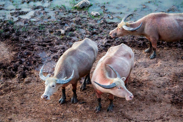Asian Water Buffalo (Bubalus Bubalis) at Talay Noi in Phattalung, Thailand