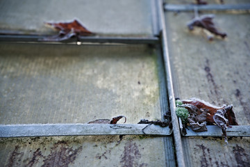 Shabby greenhouse with frosty foliage on the roof