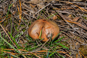 Suillus luteus or Slippery jack closeup. Mushroom suillus luteus in dry pine needles and green grass. Soft selective focus.