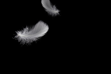 Feather abstract background, Soft white feather floating in the dark, isolated on black background