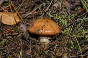 Young  beautiful mushroom Suillus luteus or Slippery jack. Suillus luteus closeup. Soft focus.