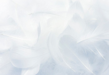Fototapeta na wymiar White feathers texture background. Swan Feathers