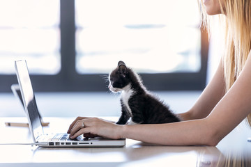 Fototapeta na wymiar Pretty little cat looking the laptop while its owner working with him at home.