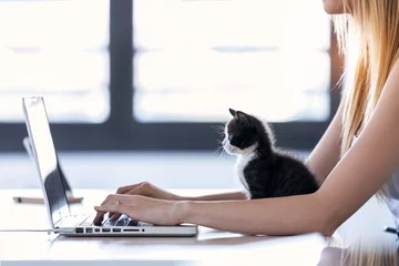 Fotobehang Mooie kleine kat die naar de laptop kijkt terwijl de eigenaar thuis met hem werkt. © nenetus