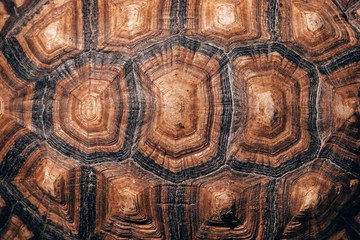 Turtle back background texture