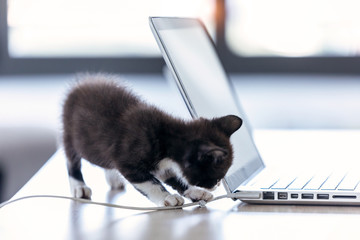 Shot of little black kitten playing with the laptop cable at living room of house.