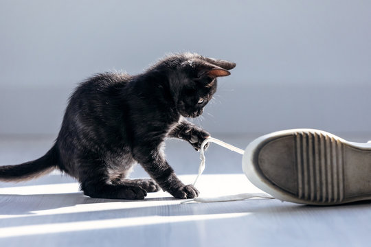 Beautiful little black kitten playing with the laces of sneakers on the floor at home.