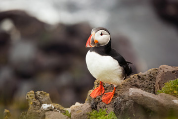Fototapeta premium Atlantic Puffin