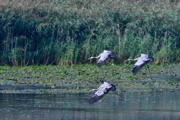 Graue Kraniche im Herbst in der Oberlausitz