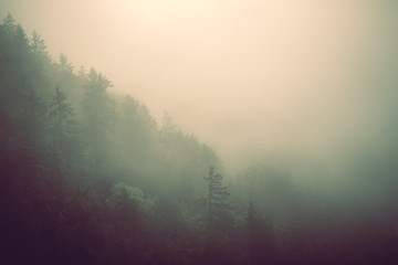 Foggy autumn landscape, sad feelings in the nature. Background with dark, soft colors. Bad mood,...