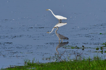 Graureiher und Silberreiher in der Oberlausitz im Herbst