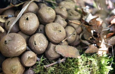mushrooms in the forest,Birnenstäubling