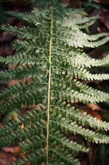 tree, branch, fir, christmas, pine, green, spruce, nature, evergreen, needle, xmas, isolated, plant, winter, branches, decoration, white, coniferous