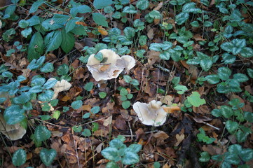 Seifenritterling,giftig