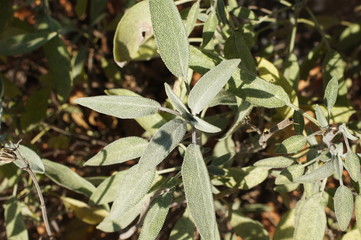  sage in case of a sore throat