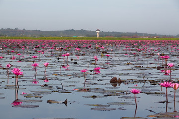 Lotus Flower Field at Talay Noi in Phattalung, Thailand
