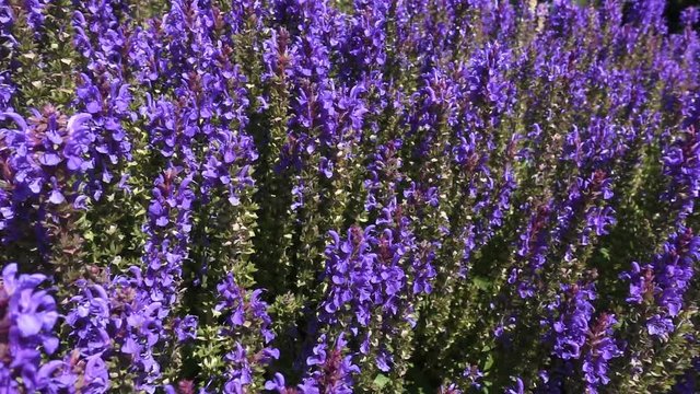 Beautiful outdoor view of summer nature. Purple flowers in slow motion