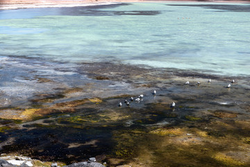 Laguna Blanca, White Lagoon, Eduardo Avaroa National reserve, Bolvia