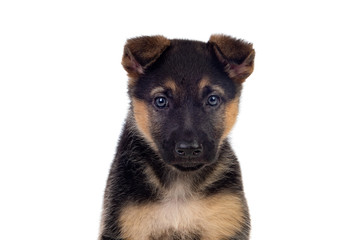 Nice puppy with blue eyes