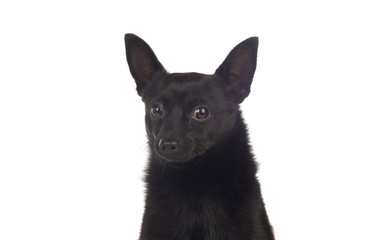 Black dog mix of a chihuahua and a pomeranian race