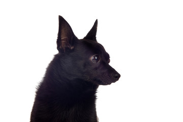 Black dog mix of a chihuahua and a pomeranian race