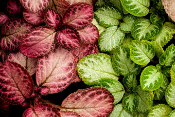 Fototapeta premium abstract colorful texture, nature background, tropical leaf