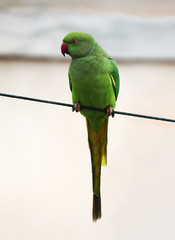 A female rose-ringed parakeet (Psittacula krameri) perched on a wire with a building in the background