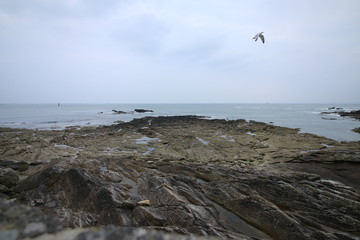 Paysages de nuit, de jour, portrait d'animaux
