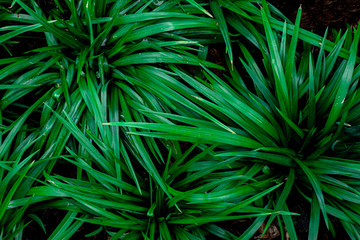 Fototapeta premium abstract green leaf textures on dark blue tone, natural green background