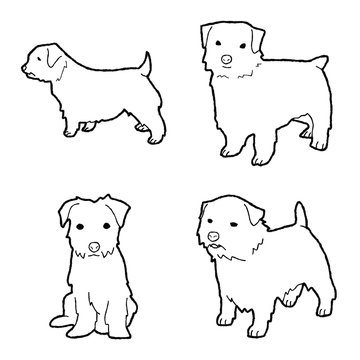 Norfolk Terrier Animal Vector Illustration Hand Drawn Cartoon Art
