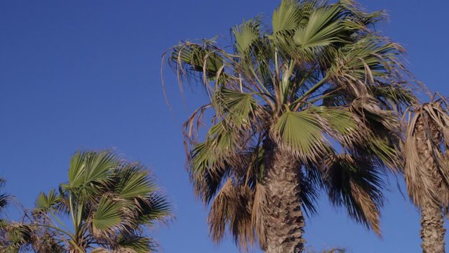 Palm Trees Blowing in the Wind Against Deep Blue Sky in Los Angeles California