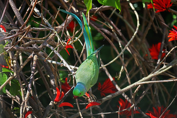 A male rose ringed parakeet (Psittacula krameri) eating the flowers of a flame-of-the-forest tree (Butea Monosperma). 