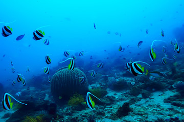 underwater scene / coral reef, world ocean wildlife landscape