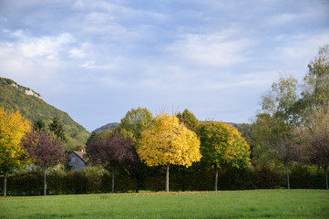 Acer and beech trees in autumn, fall colour with vivid yellow leaves in France.