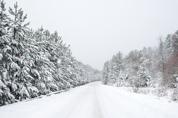 snow covered trees in winter