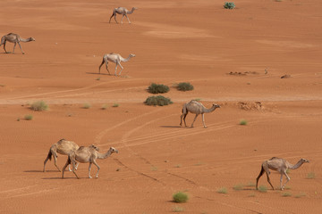 A group of dromedary camels (Camelus dromedarius) walking acorss the desert sand in the United Arab Emirates.