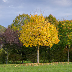 An Acer tree in autumn, fall colour with vivid yellow leaves.