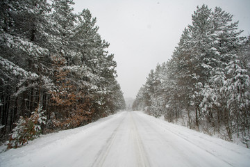 road in winter forest