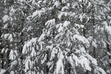snow covered pine tree