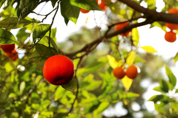 Orange branches on Trees in a garden