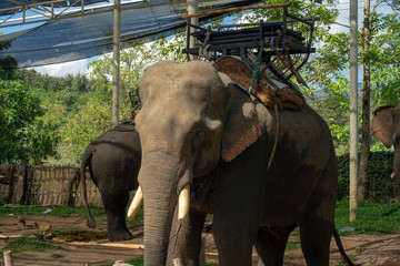Stop to see elephants between Tha Ton and Chiang Rai, Thailand