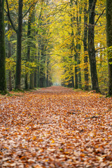Autumn tree lane