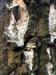 Old dark tree bark, autumn cloudy day, birch bark with green moss. Background